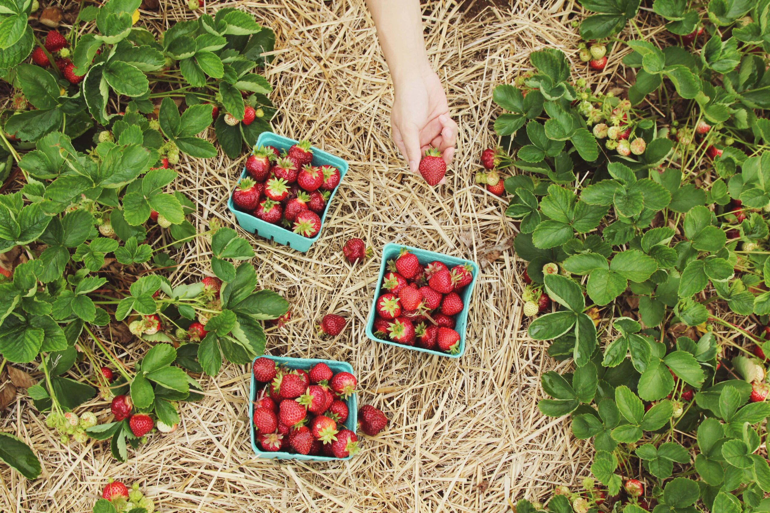 Tags and Labels for Fruit Farms and Vegetable Farms