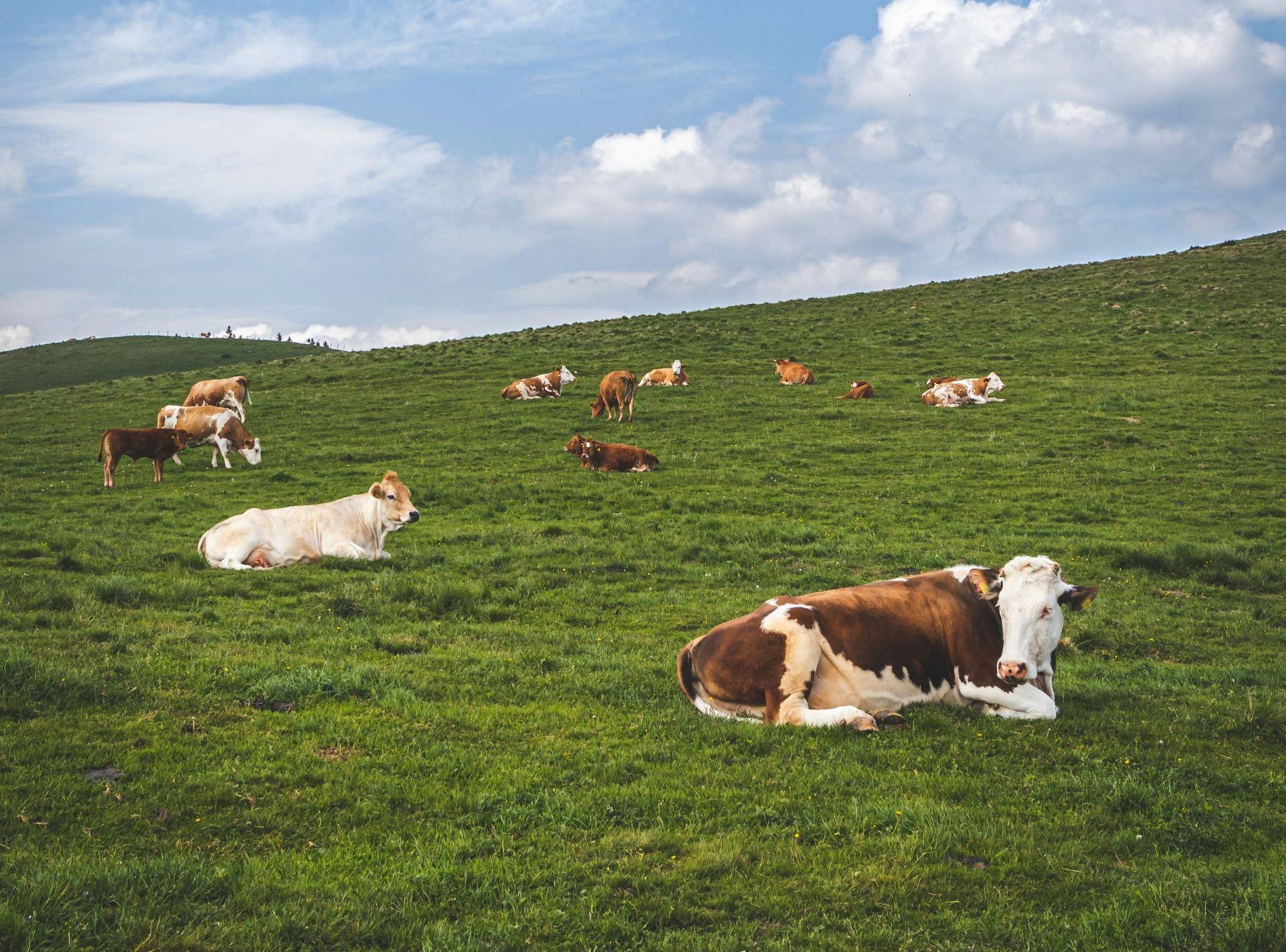 Labels & Tags For the Meat, Seafood and Fruit/Veg production industries